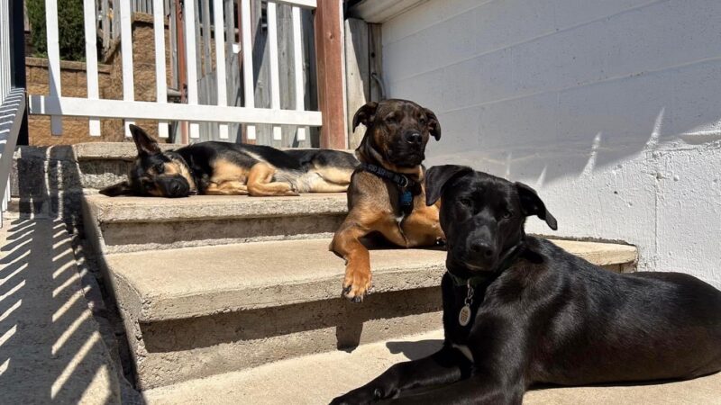 The Dog Place - Algonquin, IL