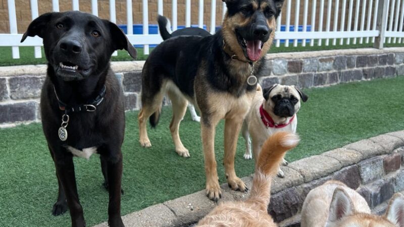 The Dog Place - Algonquin, IL