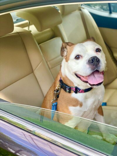 Alicea Pet Sitters - ,