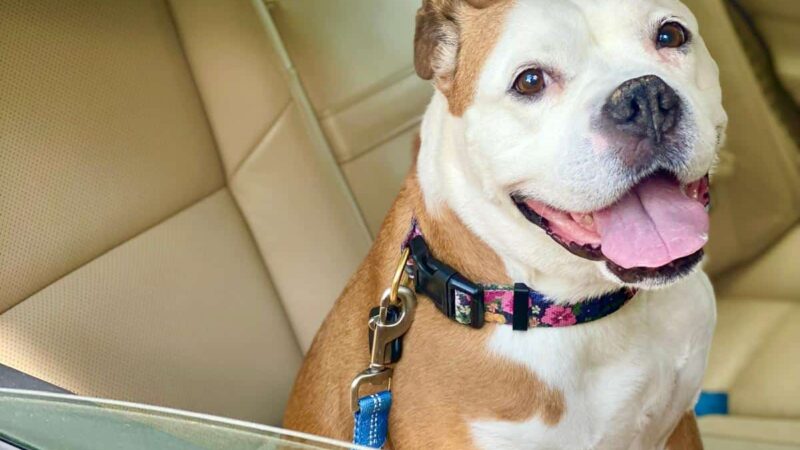 Alicea Pet Sitters - ,