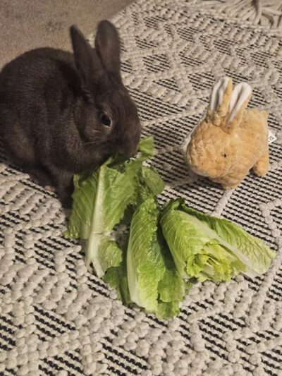 Alicea Pet Sitters - ,