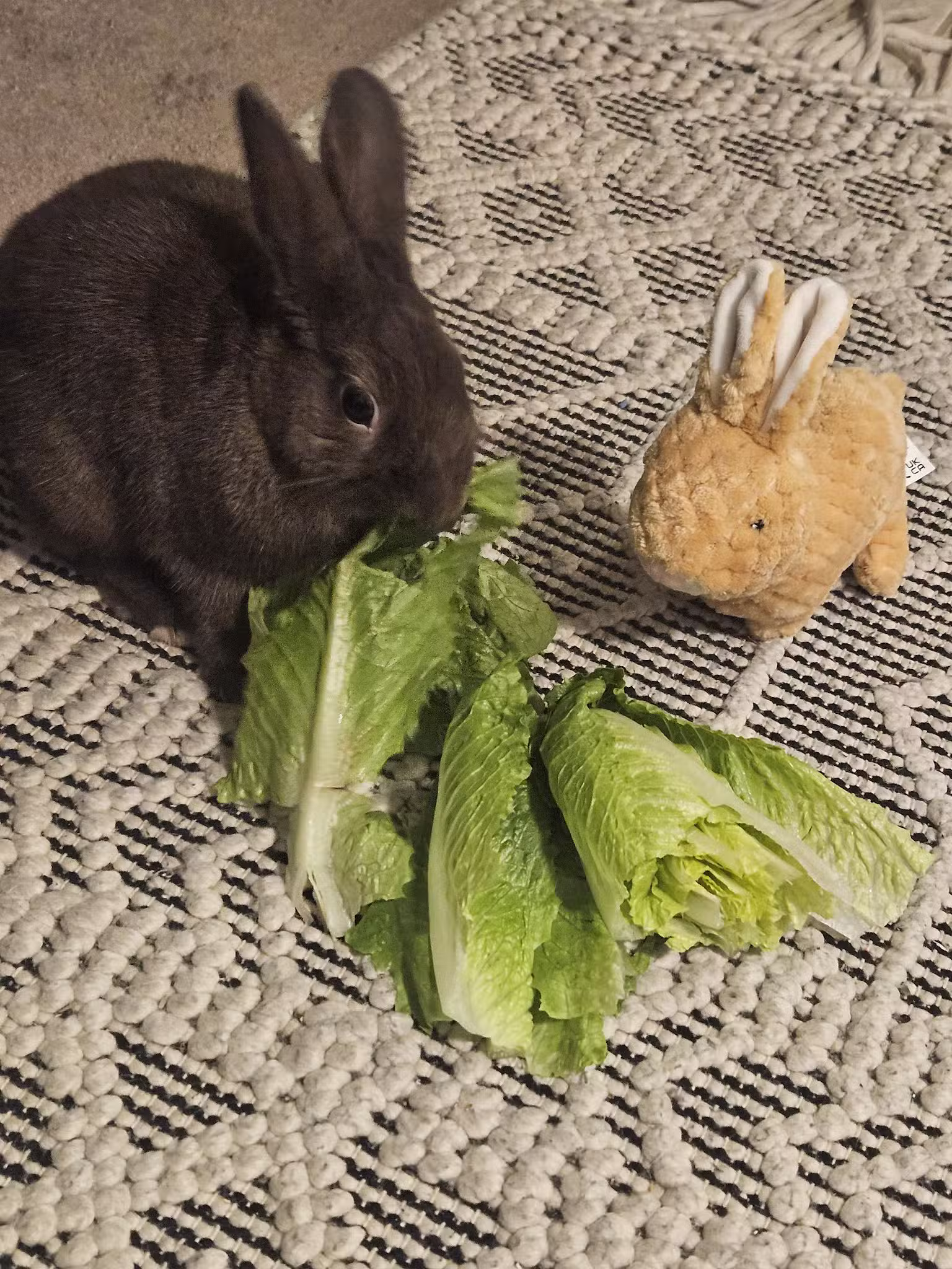 Alicea Pet Sitters - ,