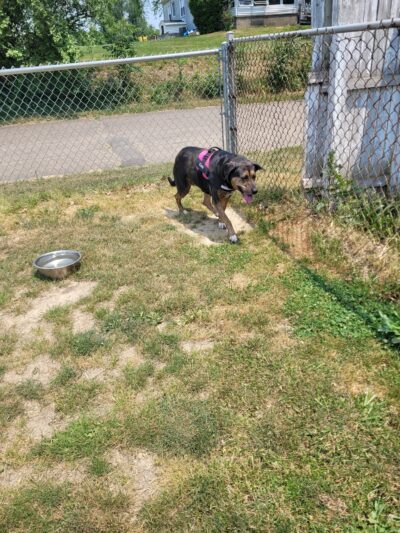 Ingo Dog Park - Aliquippa, PA