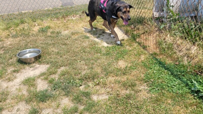 Ingo Dog Park - Aliquippa, PA