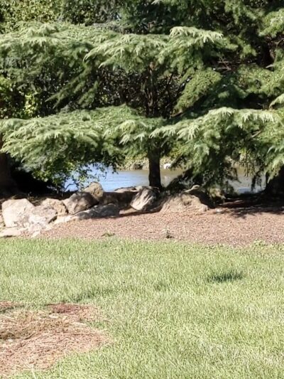 Cedar Beach Park - Allentown, PA