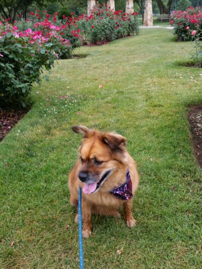 Friends of the Allentown Parks - Allentown, PA