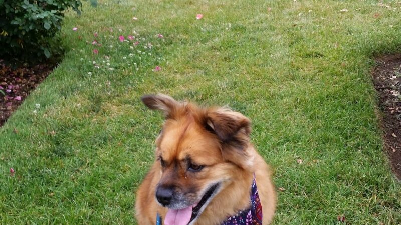 Friends of the Allentown Parks - Allentown, PA