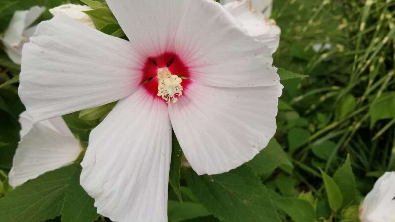 Friends of the Allentown Parks - Allentown, PA