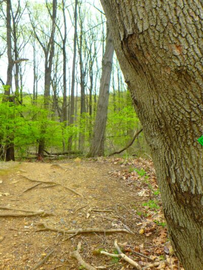 Ithaca Park & Wilderness Trail - Allentown, PA