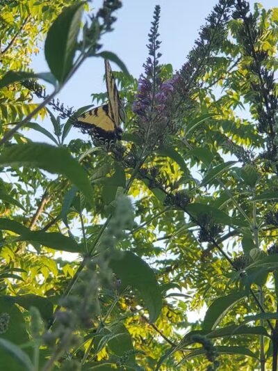 Laubach Park - Allentown, PA