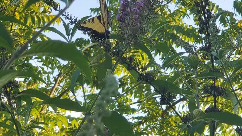 Laubach Park - Allentown, PA