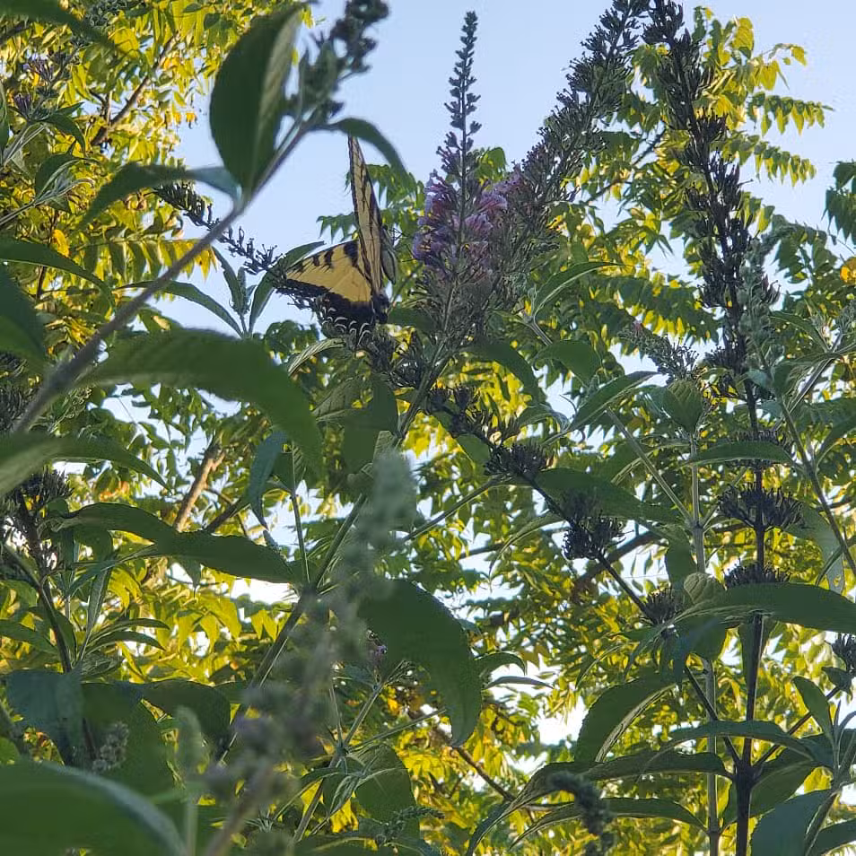 Laubach Park - Allentown, PA