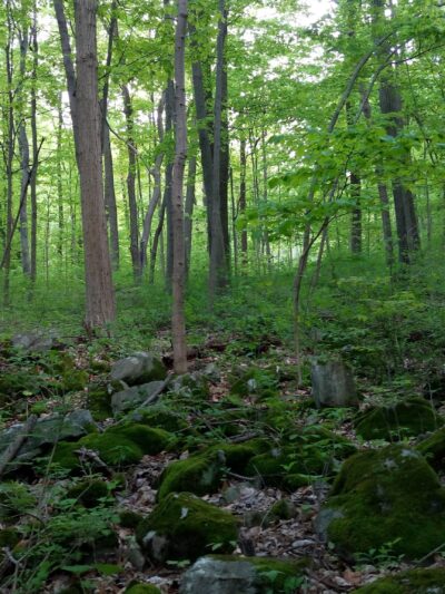 Lehigh Mountain Park - Allentown, PA