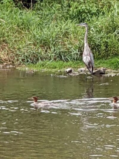 Little Lehigh Park Arboretum - Allentown, PA