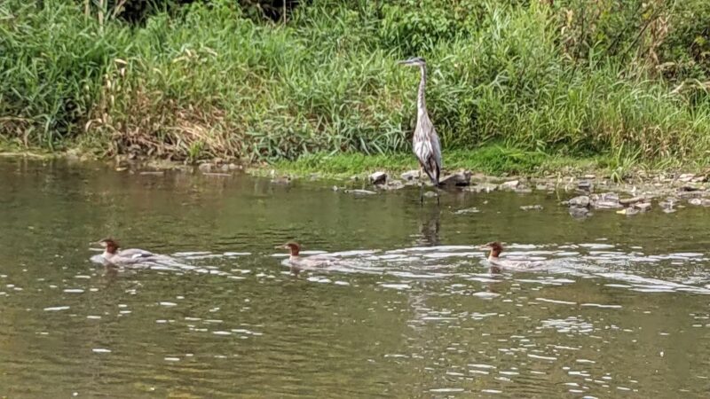 Little Lehigh Park Arboretum - Allentown, PA