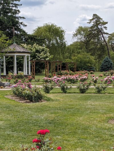 Malcolm Gross Rose Garden - Allentown, PA
