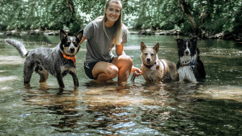 Off Leash K9 Training, Lehigh Valley - Allentown, PA