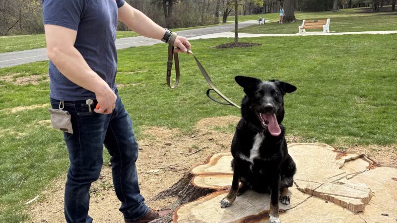 Off Leash K9 Training, Lehigh Valley - Allentown, PA