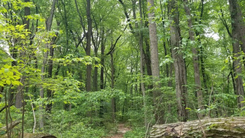 South Mountain Trail - Allentown, PA