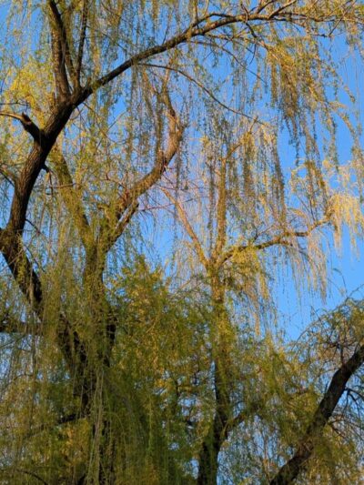 Trexler Memorial Park - Allentown, PA