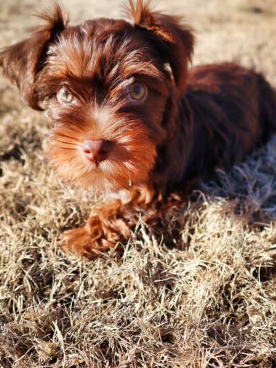 The Dog Barn - Alma, GA
