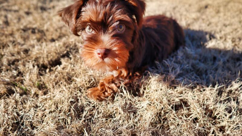 The Dog Barn - Alma, GA