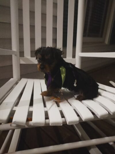 The Dog Barn - Alma, GA