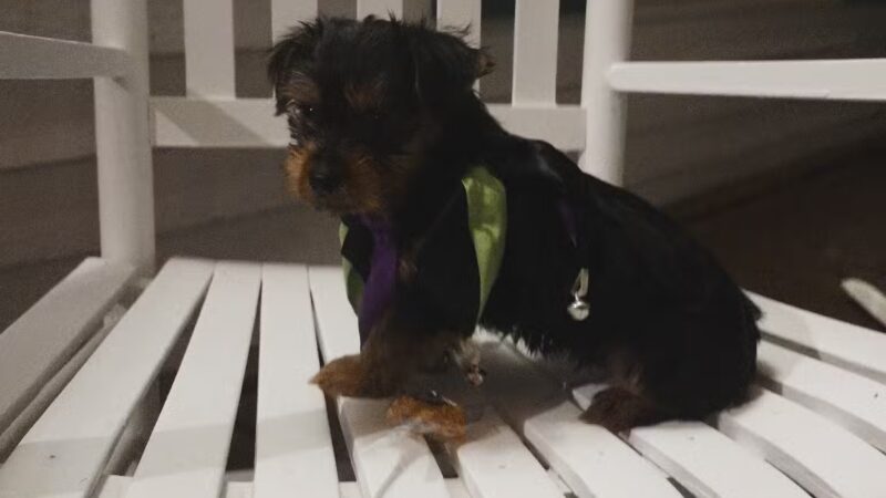 The Dog Barn - Alma, GA