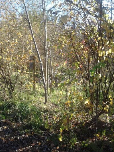 Butternut Park - Aloha, OR