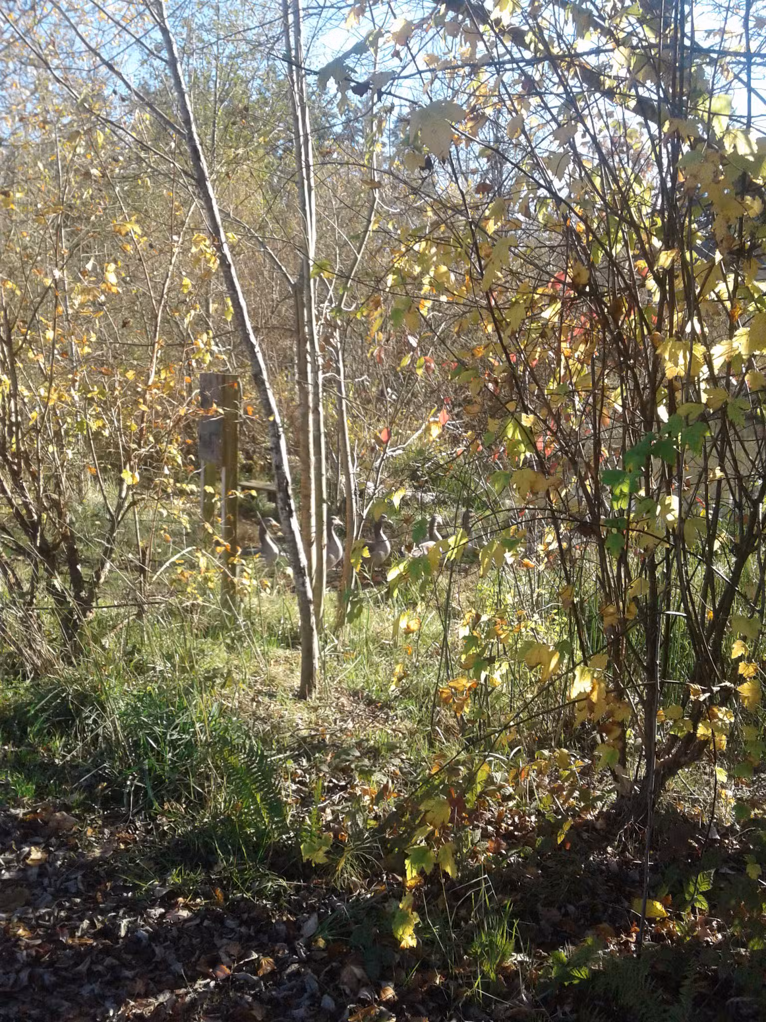 Butternut Park - Aloha, OR