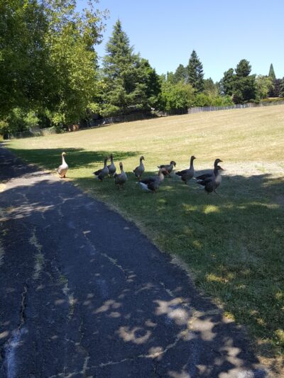 Butternut Park - Aloha, OR