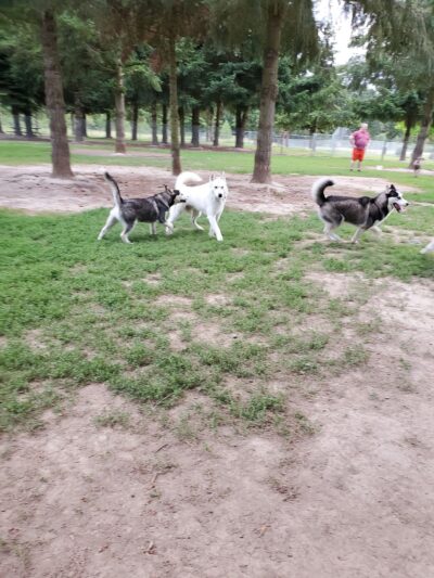 Hazeldale Park - Aloha, OR