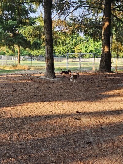 Hazeldale Park - Aloha, OR