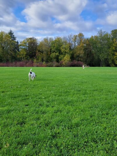 Hazeldale Park - Aloha, OR