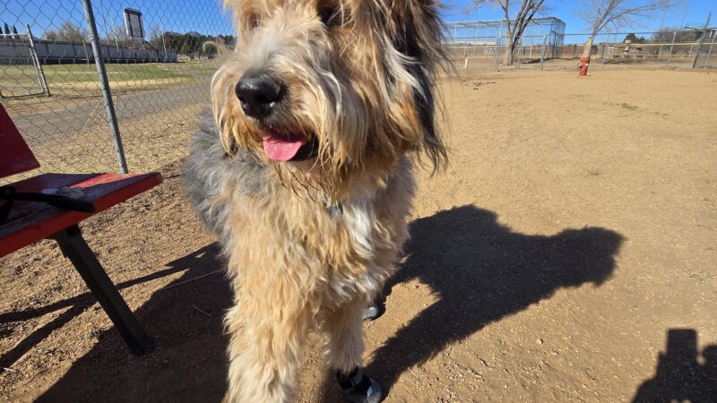 Alpine Dog Park - Alpine, TX