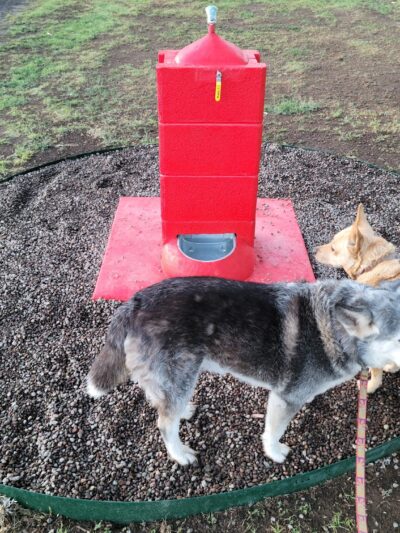 Alpine Dog Park - Alpine, TX