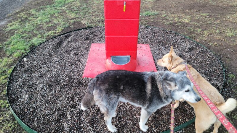 Alpine Dog Park - Alpine, TX