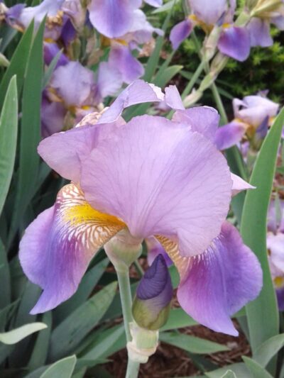 Barth Park - Alton, IL