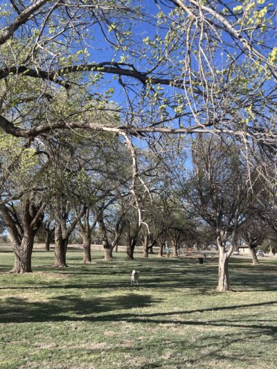 Thompson Dog Park - Amarillo, TX