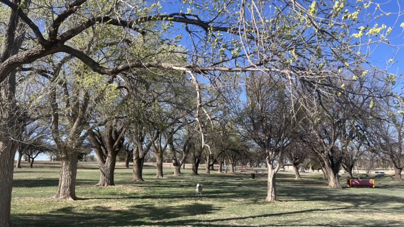 Thompson Dog Park - Amarillo, TX
