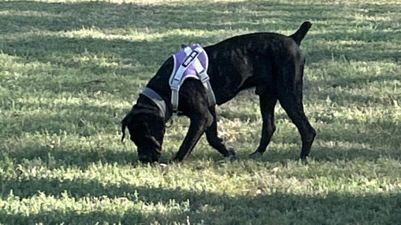 Thompson Dog Park - Amarillo, TX