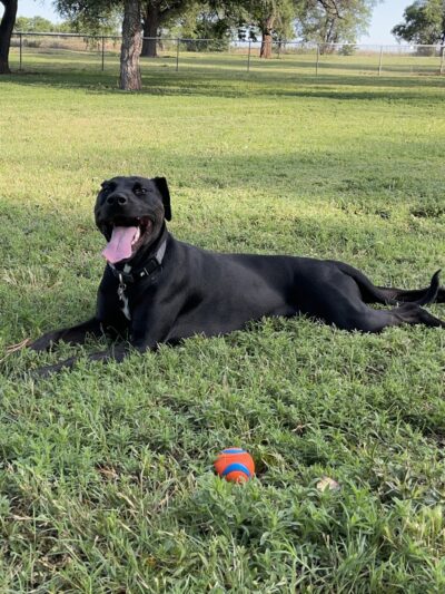 Thompson Dog Park - Amarillo, TX
