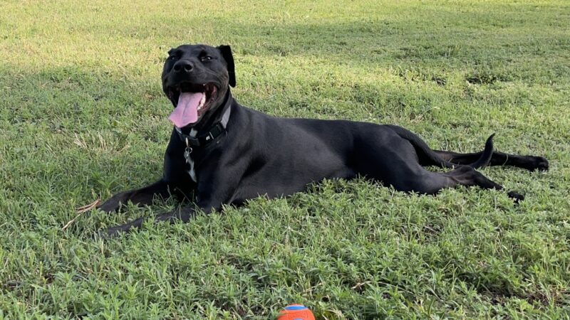 Thompson Dog Park - Amarillo, TX