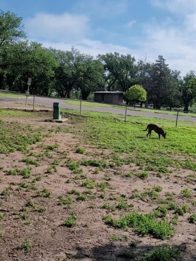 Thompson Dog Park - Amarillo, TX