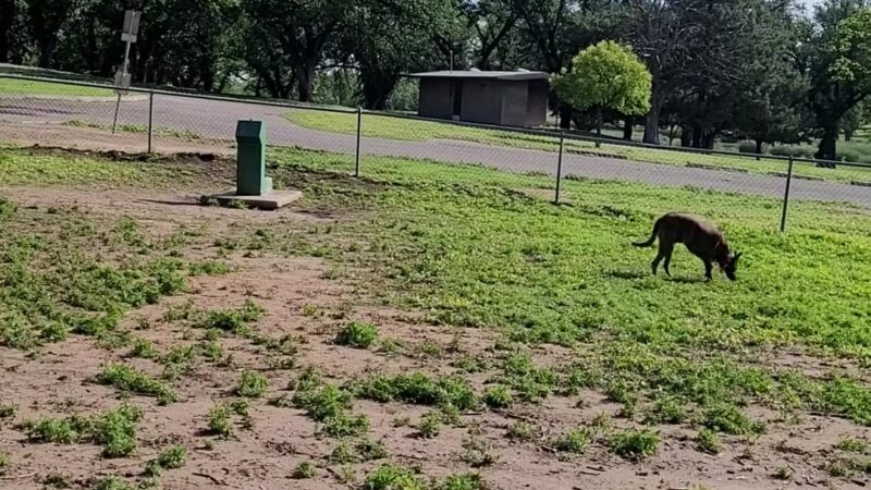 Thompson Dog Park - Amarillo, TX