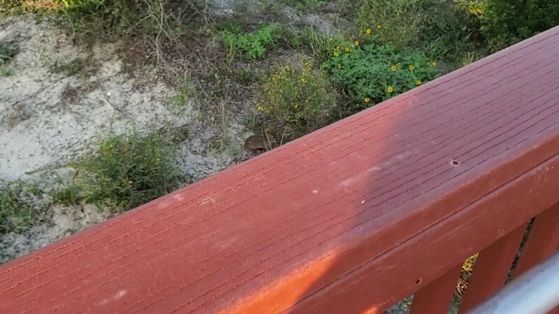 Burney Park - Amelia Island, FL