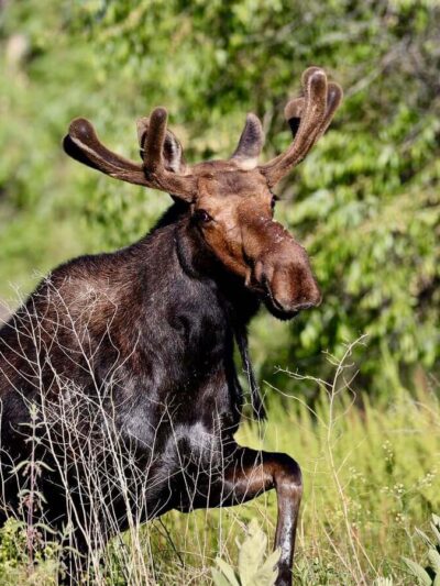 Willow Bay Resort - American Falls, ID