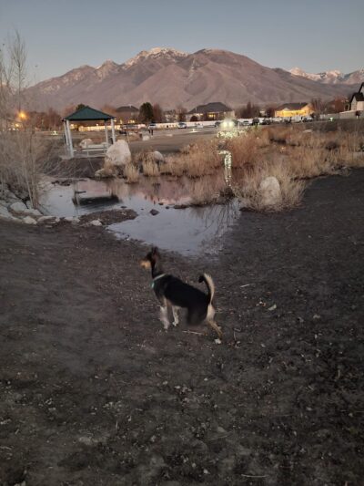 Willow Glen Home Owners Association Dog Park - American Fork, UT