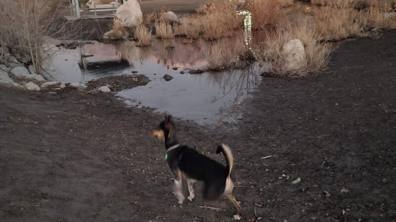 Willow Glen Home Owners Association Dog Park - American Fork, UT