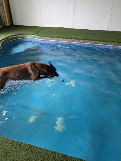 American K-9 Country - Amherst, NH